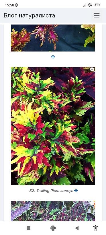 Otaq bitkiləri: Традесканция и др — 16