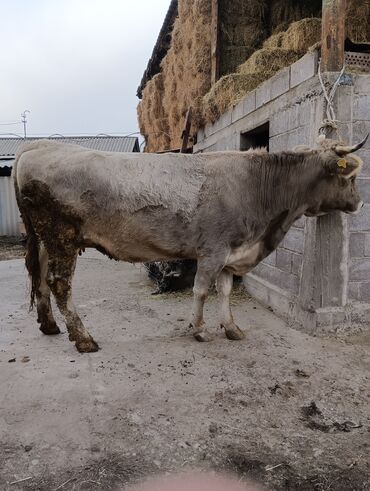 Коровы, быки: Продаю | Корова (самка) | Для молока | После отела — 14