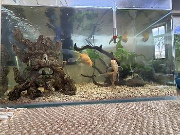 akvarium az: Neon balığı, Sülhsevər, Pulsuz çatdırılma — 1
