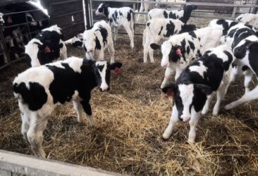 собака бульдок: Продаю | Корова (самка), Бык (самец), Тёлка