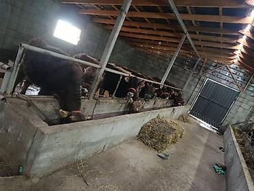 Коровы, быки: Продаю | Бык (самец) | На откорм | Привязанные — 7