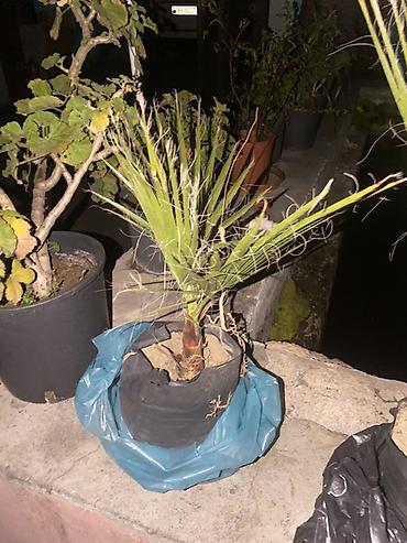 xurma palması: Yelpik yarpaqlı xurma (palm) fidanı - Növ: dekorativ yelpik formalı — 1