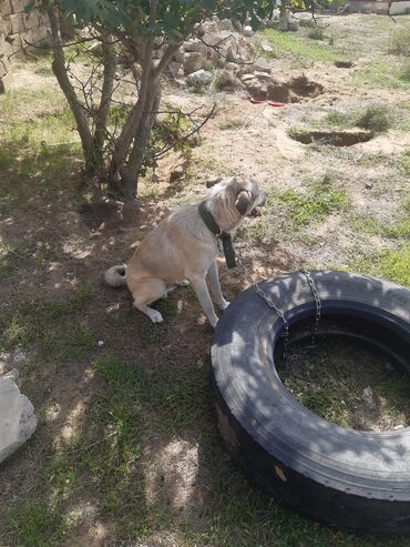 İtlər: KÖÇÜRÜK DEYƏ ÖZ İTLƏRİMDİ ETİBARLİ ƏLLƏRƏ VERİLİR SİYƏZƏNDƏN — 5