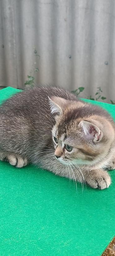 сиамская кошка: Скотиш Страйт (Шотландская прямоухая), 2 месяца, Мальчик, Золотая шиншилла, Приучена к лотку, Проглистована — 6
