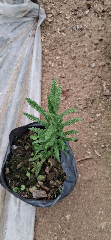 Tinglər: Lavanda (Lavandula) tingləri – ətirli, dekorativ və faydalı çoxillik — 2