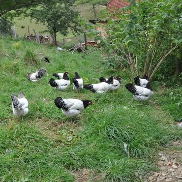 Toyuqlar: Məhsul: Qara-bəstəbaş (Avstralorp tipli) rəngdə kənd toyuqları və — 1