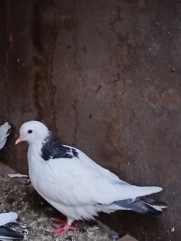 cins toyuqlarin satisi: Salam. Tam saglam heyvanlardı. Hamsi ucan quslardi. Cutderde var — 2