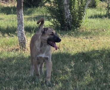 akita iti: Qurdbasar, 3 ay, Erkek, Peyvəndli, Ünvandan götürmə