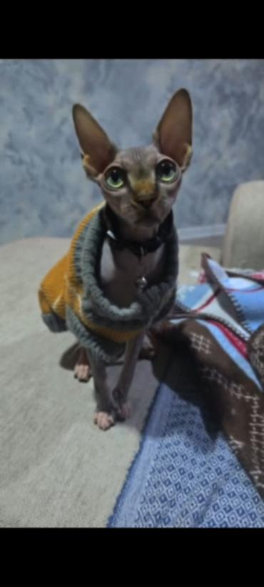 Pişiklər: Sfinks — 2