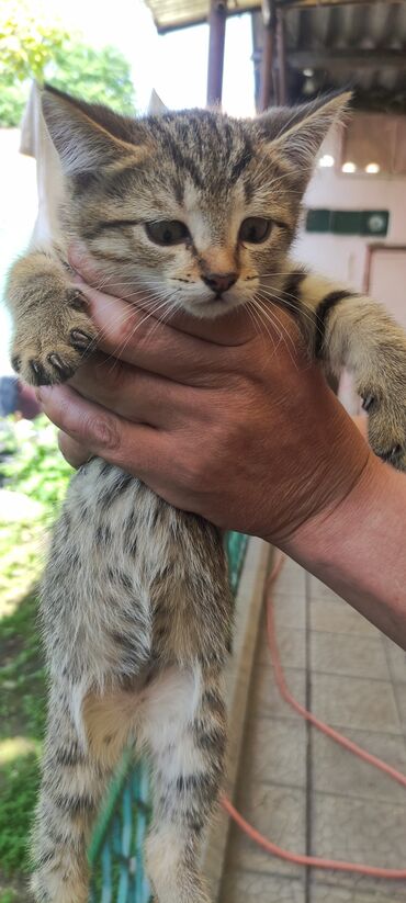 1 мальчик 2 котёнка: Кошка даром: Беспородная, 2 месяца, Мальчик, Приучена к лотку