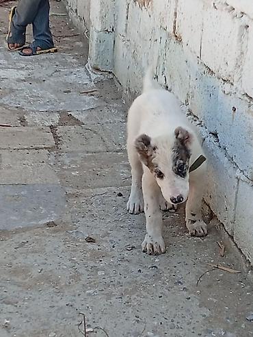 jersey cinsi: Balaca it balası – ağ tüklü, qulaqlarında və göz ətrafında boz-çəpgöz — 3