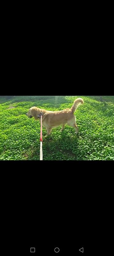heyvan dermanlari: Retriever — 4