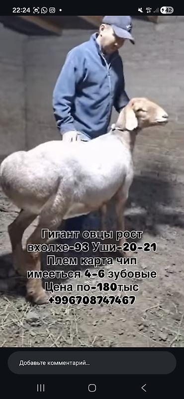Продаю | Баран (самец) | Для разведения | Племенные