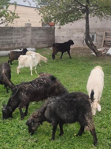 Козы, козлы: Продаю | Коза (самка), Козёл (самец), Козлёнок — 20