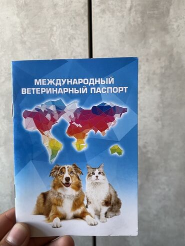 доберман собака цена: Чыгыш Европа овчаркасы, 1 жаш, Эркек