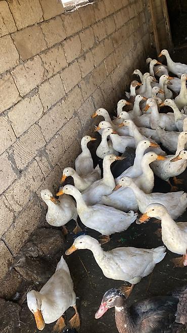 pavlin goyercin satisi: Ağ ördəklər asagi yeri var sabirabad sixsalahli kendi vaccapa yaziniz — 1