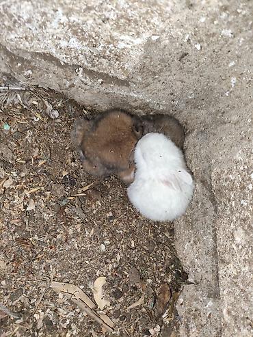 Dovşanlar: Karlik bala dovşanlar bala dovşanlar satılır dovşanlar dovşan — 5