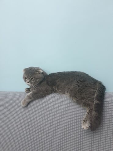 котята шотландской породы: В районе Кызыл-Аскер пропал шотландский вислоухий кот. Кот серого