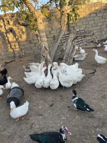 Коровы, быки: Mallar: qaz və ördək sürüsü Təsvir: - Şəkillərdə kənd həyətində