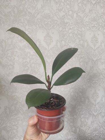 Другие комнатные растения: Бишкек мкрн Кок Жар и рабочий городок! Пеларгония карликовая - — 5