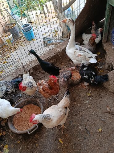 Toyuqlar: Satılır: həyət quşları (qarışıq) - Növ və rənglər: ağ qaz, ağ muskus — 5