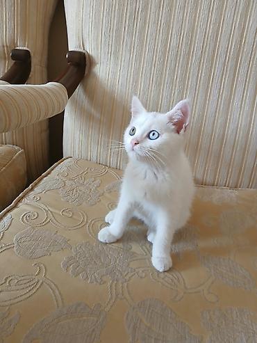 Ağ tüklü, mavi gözlü balaca pişik balası. Qısa, sıx və yumşaq tüklərə lalafo.az -da Ağ tüklü, mavi gözlü balaca pişik balası. Qısa, sıx və yumşaq tüklərə