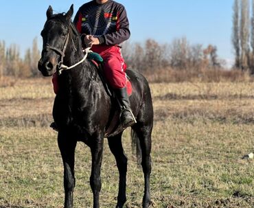 Лошади, кони: Продаю | Конь (самец) | Конный спорт — 8