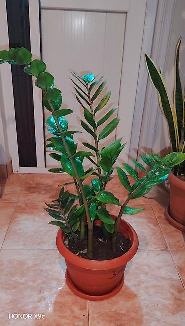 ev guleri: Zamiokulkas (ZZ Plant) – dekorativ ev bitkisi - Növ: Zamioculcas — 2
