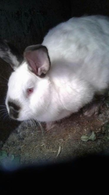 комбикорм для кроликов: Кролики