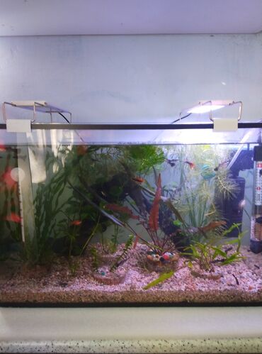 аквариум бишкек цена: Продаю аквариум на 50 литров и все что на фото нужна подробная