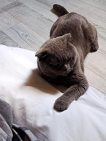 голуби: Шотландский вислоухий кот(Scottish Fold), - Вязка Мальчик серый — 4