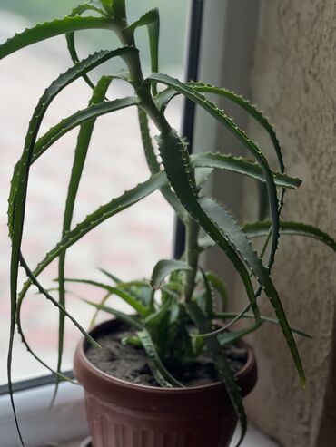 растения для офиса: Алоэ 10 летней давности 400сом