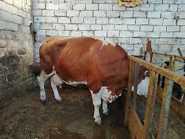 Коровы, быки: Salam aleykum heyvan diri çekisi 1 ton 70 kq dı etini 40 faizle — 1