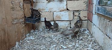 Qırqovul balalrı. 1 ay olar almışam . Aldığım adam zümrüd və Qafqaz lalafo.az -da Qırqovul balalrı. 1 ay olar almışam . Aldığım adam zümrüd və Qafqaz