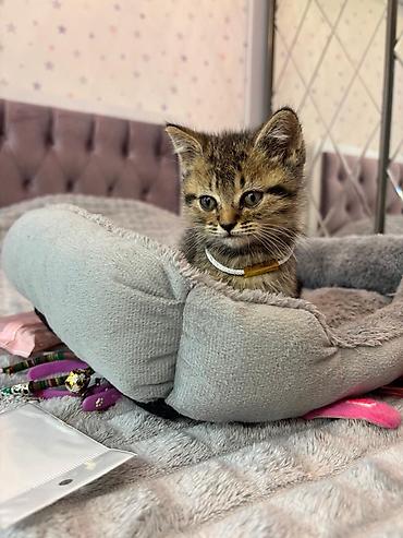 Pişiklər: Şotland — 9