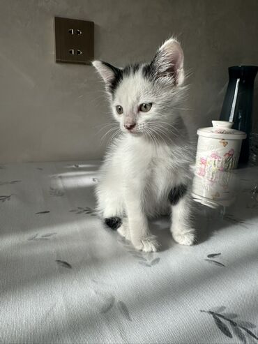вольер для кота: Yaxşı əllərə