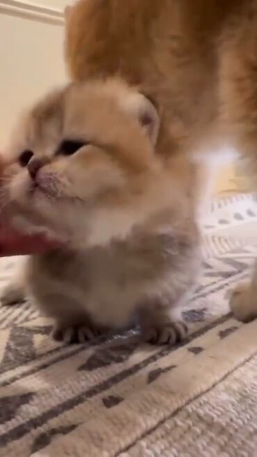 британские короткошерстные котята: Британская короткошёрстная, 1 месяц, Мальчик, Золотая шиншилла, Приучена к лотку, Проглистована, С прививками