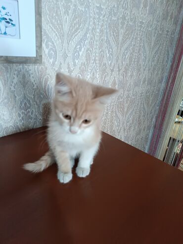 Мышыктар сатылат: Котята домашние, ласковые и аккуратные. - Рыжий котёнок с белыми