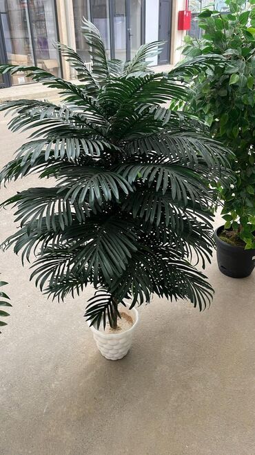 Ağaclar: Depodan bir basa satis 70azn baslayan dekarativ suni agaclar topdan — 7