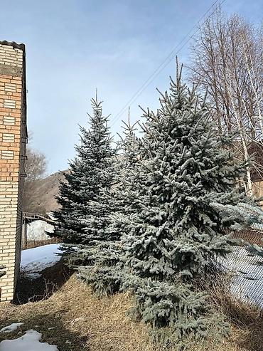 Ель: Продам 5шт голубых елей 5 молоденьких красующих красавиц высокие — 6