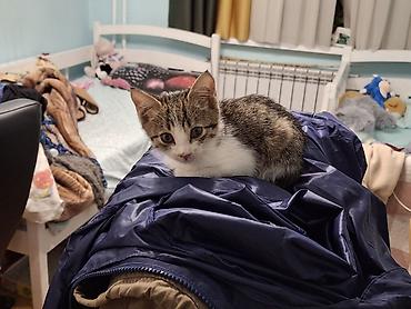 русская кошка: 2 месяца, Мальчик, Приучена к лотку — 1