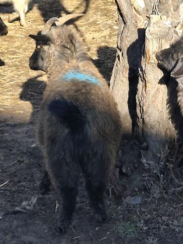 Козы, козлы: Продаю | Коза (самка), Козёл (самец), Козлёнок — 10