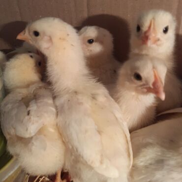 купить кур несушек на птицефабрике: Яйца на инкубацию от несушек Хай Лайн Соня.Куры молодые,петухов