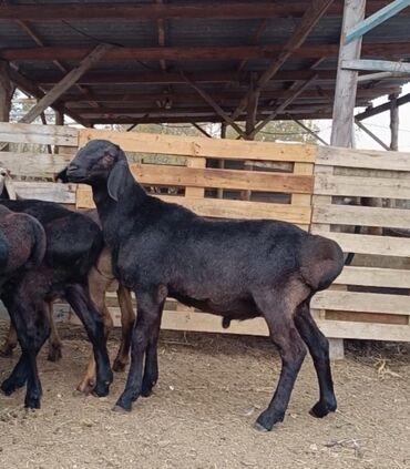 бараны рамановские: 6 айлык козу кочкорлор сатылат