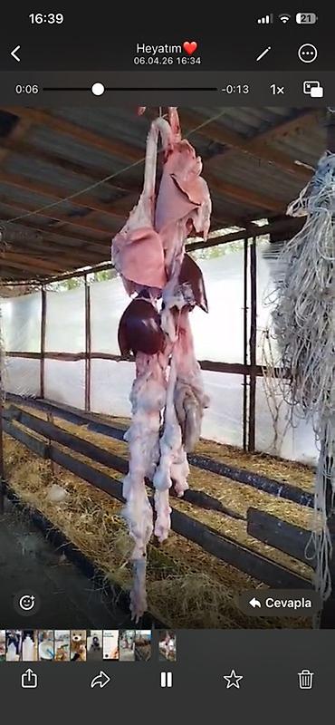 et xengeli: Qoyun kəsimi və təzə ət məhsulları - Qoyun ətinin tam kəsimi: asılmış — 1