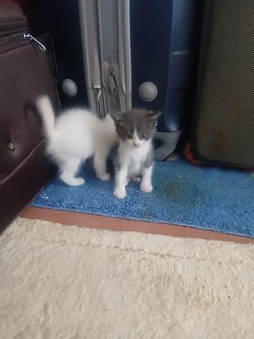 scottish fold: Отдам в добрые ручки — 4