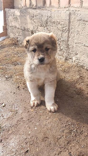 Продажа собак: Алабай, 1 месяц, Самец — 7
