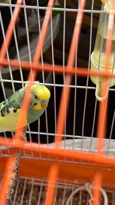 отдам щенка в добрые руки: Satilir razilasma yolu ilə