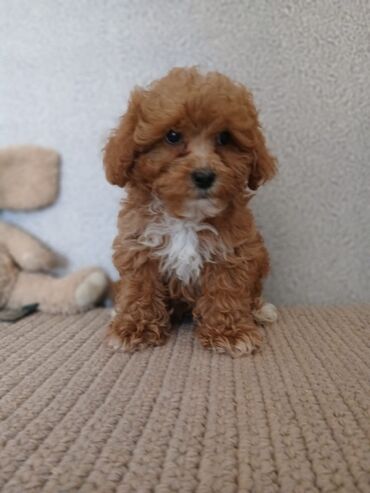 İtlər: Pudel, 2 ay — 9