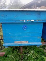 Tavan: Salam arı yeşiyidir yaxşı veziyyetdedir 2 mertebelidir. 10 ededdir 1